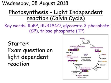 Question 1a Marks: 5 Assess your score Question 1b Marks: 2 Assess your score Question 1c Marks: 2 c) Figure 2 below is a representation of the light-independent reactions of <b>photosynthesis</b>. . Exampro a level biology photosynthesis
